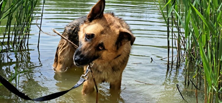 Schäferhund Mix Lucky (vermittelt 27.03.2024)