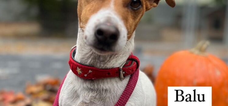 Jack Russel Balu