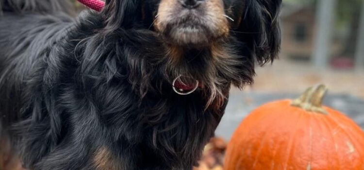 Tibet-Spaniel-Mix Kork