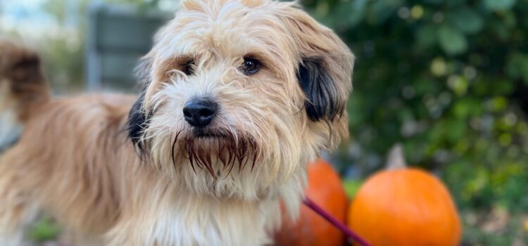 Terrier Mix Teddy