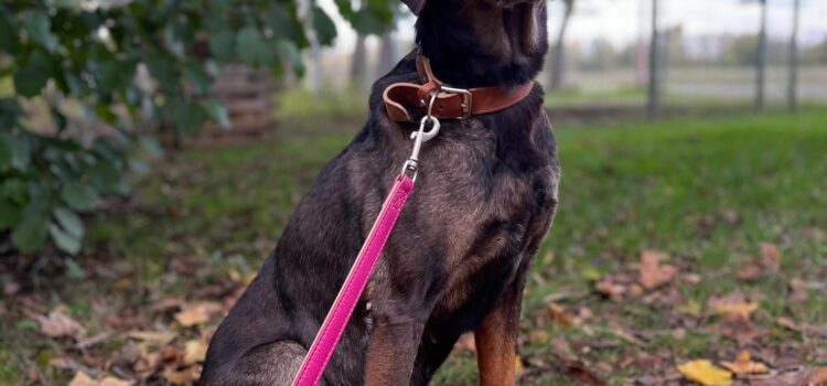 Labrador-Schäferhund-Mix Mira (vermittelt)