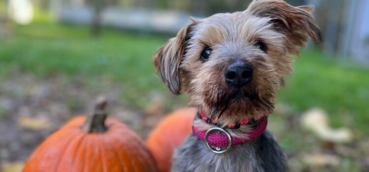 Yorkshire Terrier Moritz (vermittelt)