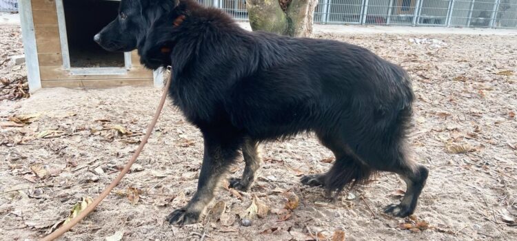 Schäferhund-Mix Littlefoot (vermittelt)