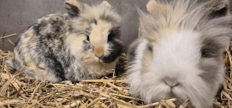 Zwergkaninchen Beatrix und Wurmel