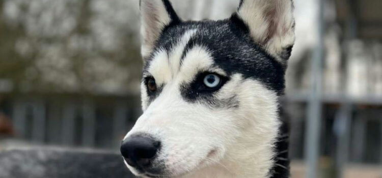 Husky Luna (vermittelt)