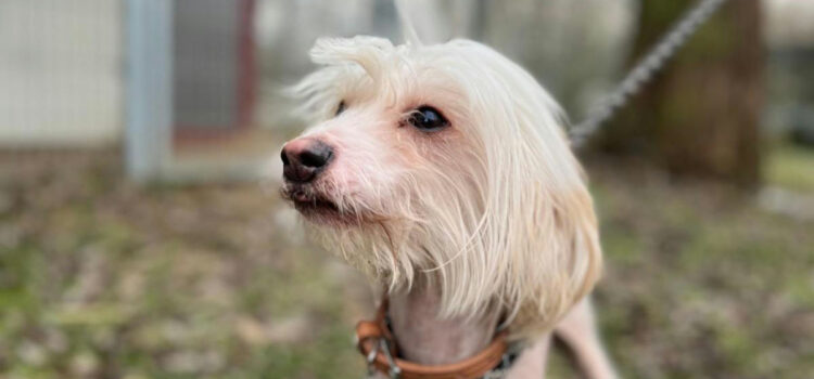 Chinesischer Schopfhund Koojo