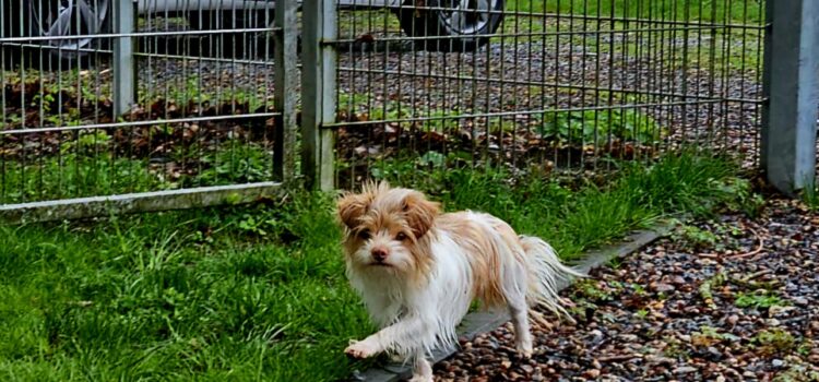 Yorkshire Terrier Chihuahua Mix Willi (vermittelt)